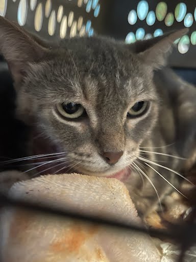 adoptable Cat in Austin, TX named *REGINALD