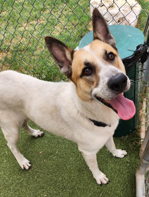 picture of the dog needing adoption
