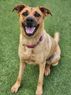 adoptable Dog in Austin, TX named CELLA