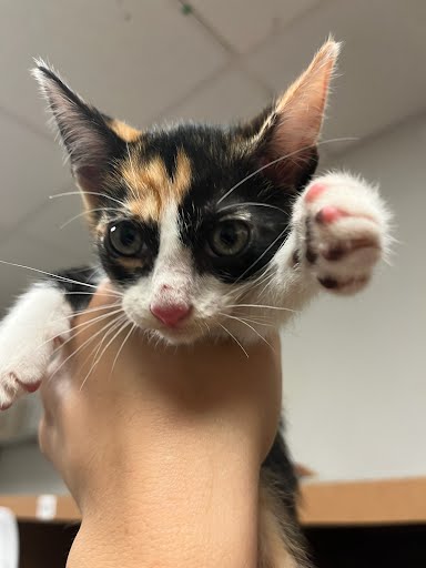 adoptable Cat in Austin, TX named *CALIFORNIA