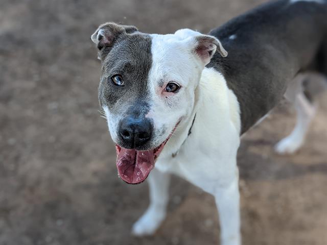 adoptable Dog in Austin, TX named ANGEL