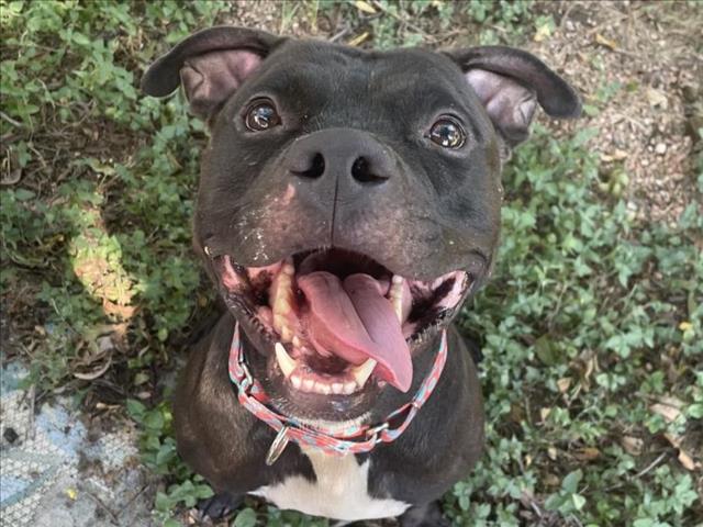 adoptable Dog in Austin, TX named ZEUS