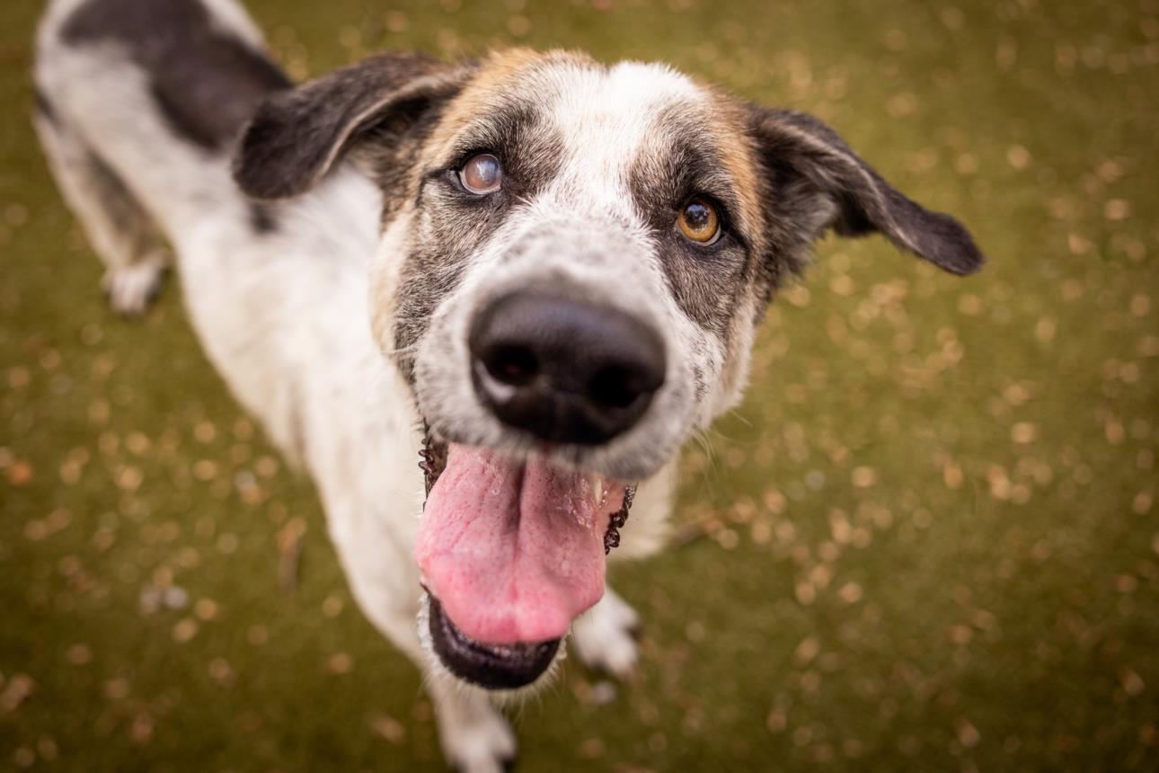 adoptable Dog in Austin, TX named SPEEDY