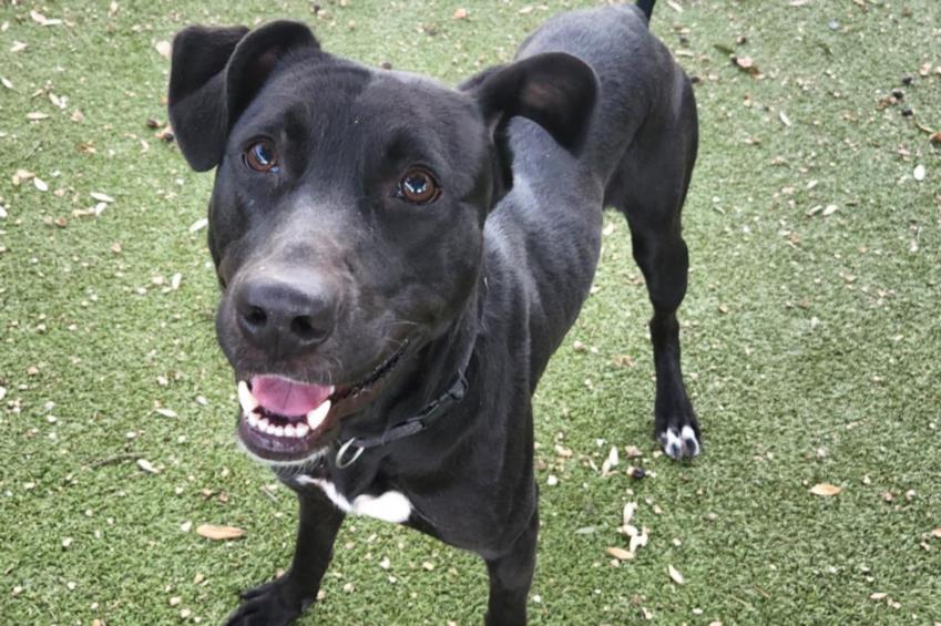 adoptable Dog in Austin, TX named *STETSON