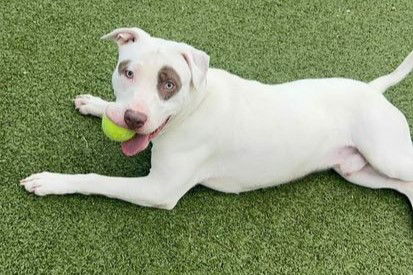 adoptable Dog in Austin, TX named *WISHBONE