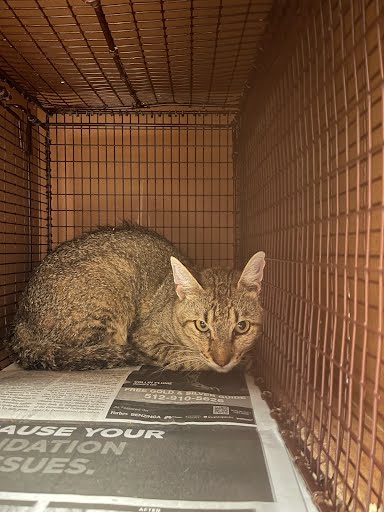 adoptable Cat in Austin, TX named *FRITZ