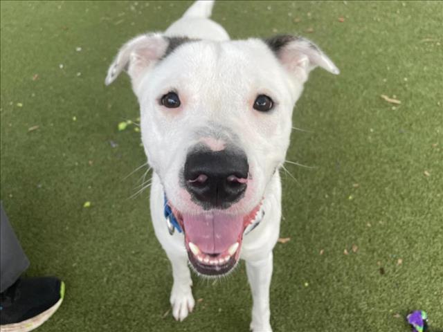 adoptable Dog in Austin, TX named SCOTT