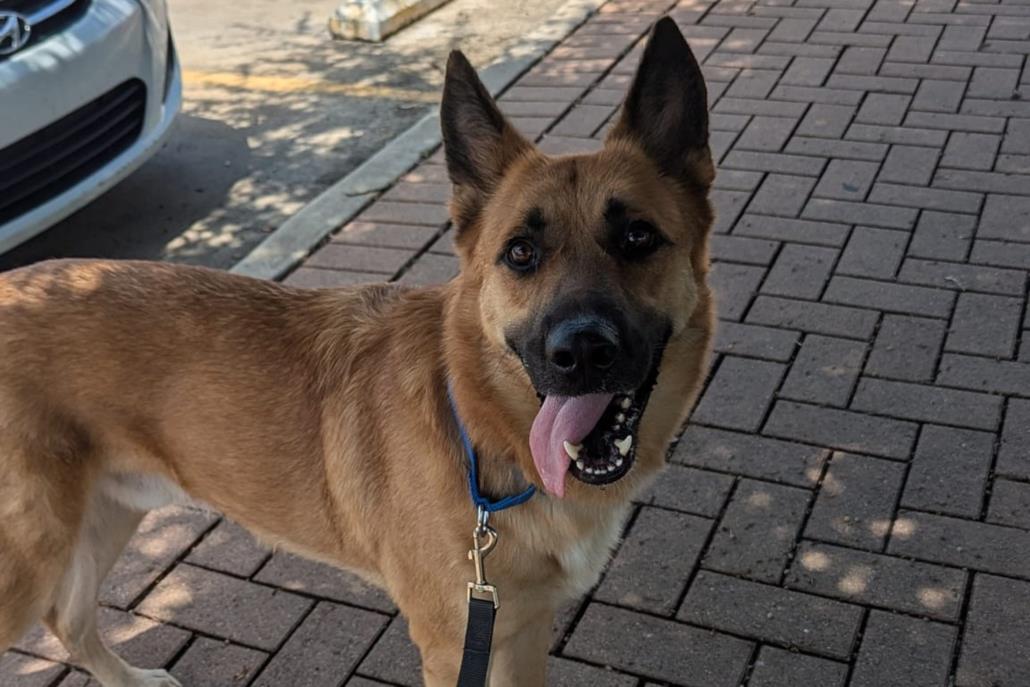 adoptable Dog in Austin, TX named *BRUTUS