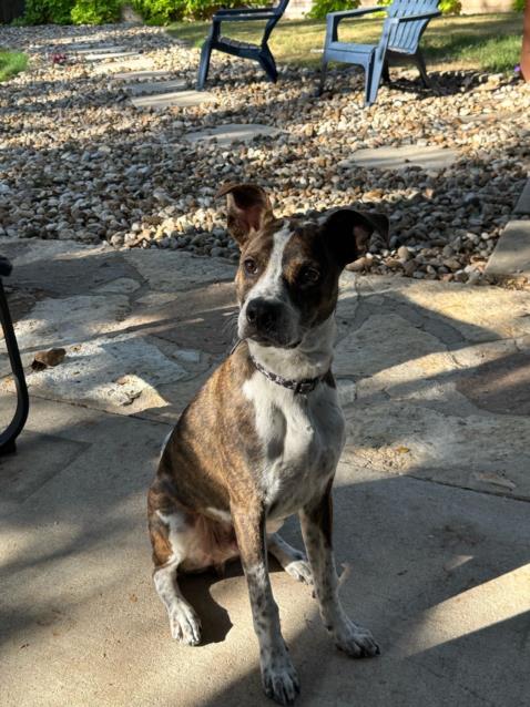 adoptable Dog in Austin, TX named *RUSTY