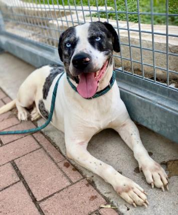 adoptable Dog in Austin, TX named RIKU