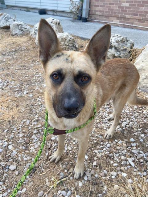 adoptable Dog in Austin, TX named *YONDU