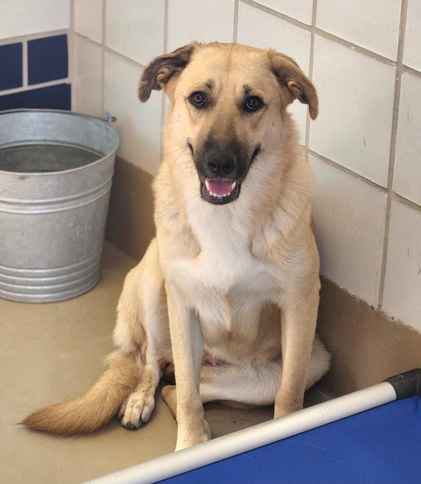 adoptable Dog in Austin, TX named WEDNESDAY