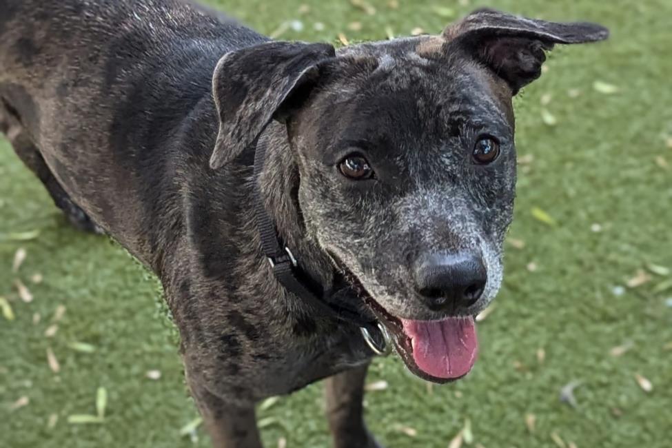 adoptable Dog in Austin, TX named DERRICK