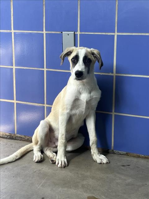 adoptable Dog in Austin, TX named *KIRARA