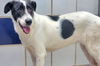 adoptable Dog in  named *YUKI