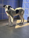 adoptable Dog in  named *KAGOME