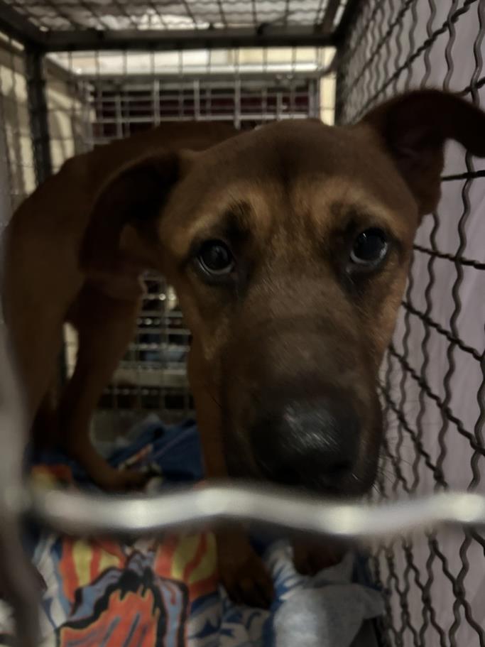 adoptable Dog in Austin, TX named HANK