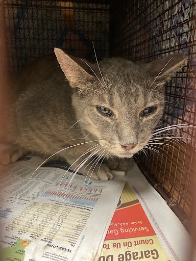 picture of the cat needing adoption