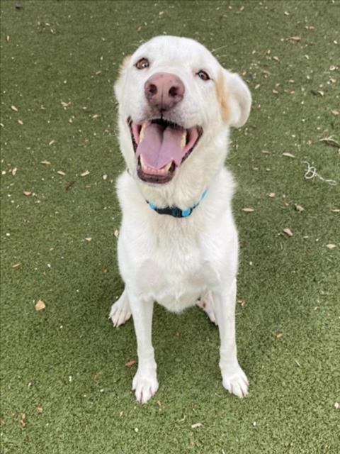 adoptable Dog in Austin, TX named MARLEY