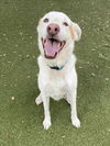 adoptable Dog in  named MARLEY