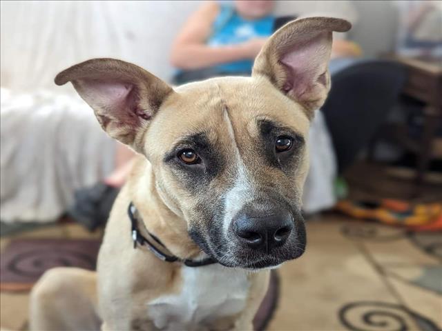 adoptable Dog in Austin, TX named *NESTA