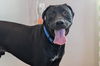 adoptable Dog in  named *THEO
