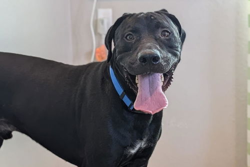 picture of the dog needing adoption
