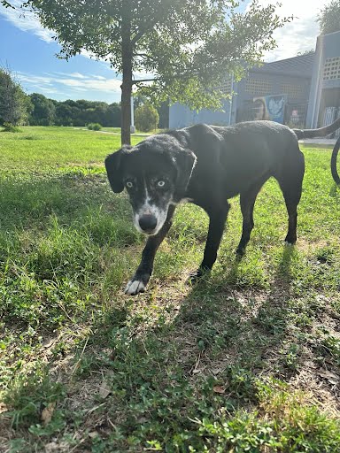 adoptable Dog in Austin, TX named ZALIA