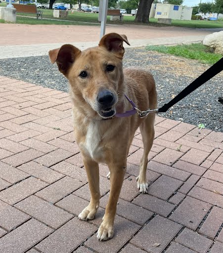 adoptable Dog in Austin, TX named LUNA