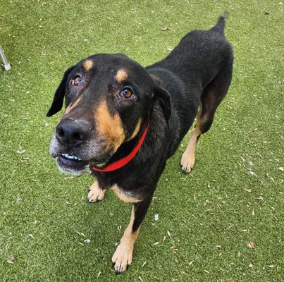 adoptable Dog in Austin, TX named *HUBERT