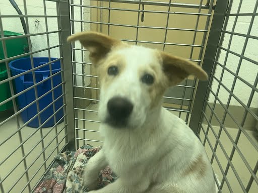 adoptable Dog in Austin, TX named *FOREST