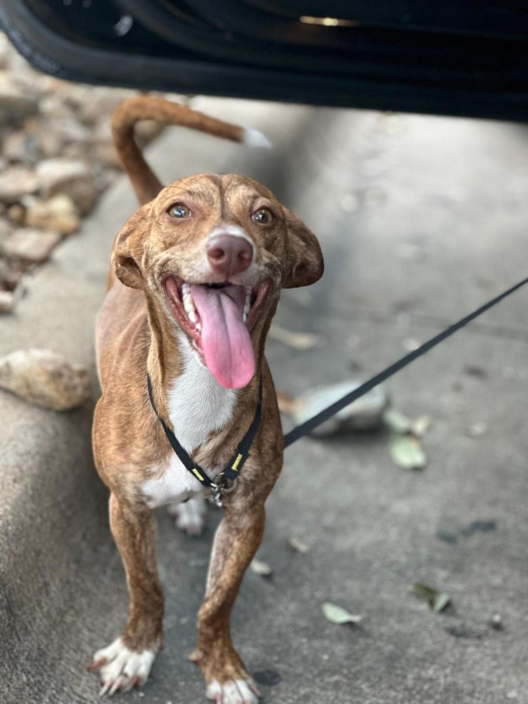 adoptable Dog in Austin, TX named SOFIA