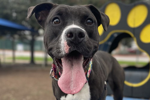 *SQUEAKY - Pit Bull Terrier / Boxer available for adoption