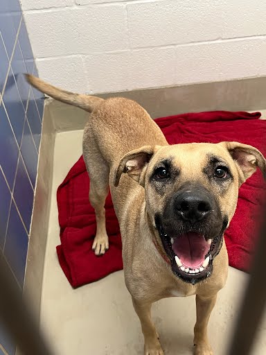 adoptable Dog in Austin, TX named BEAR