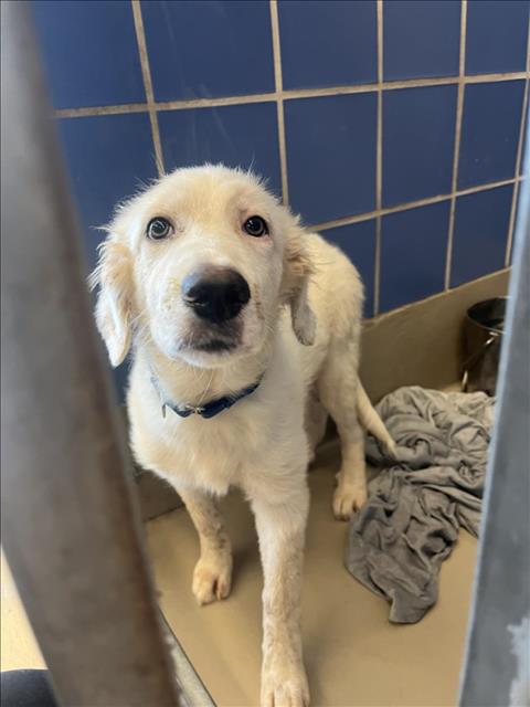 adoptable Dog in Austin, TX named *MYOGA