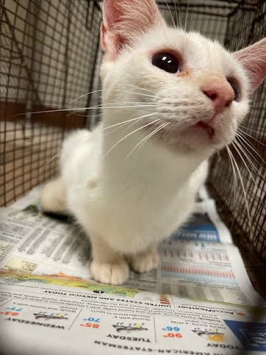 adoptable Cat in Austin, TX named *DELPHINE