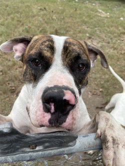 adoptable Dog in Austin, TX named *MOUSE