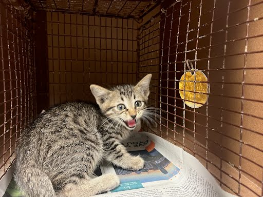 adoptable Cat in Austin, TX named A912615