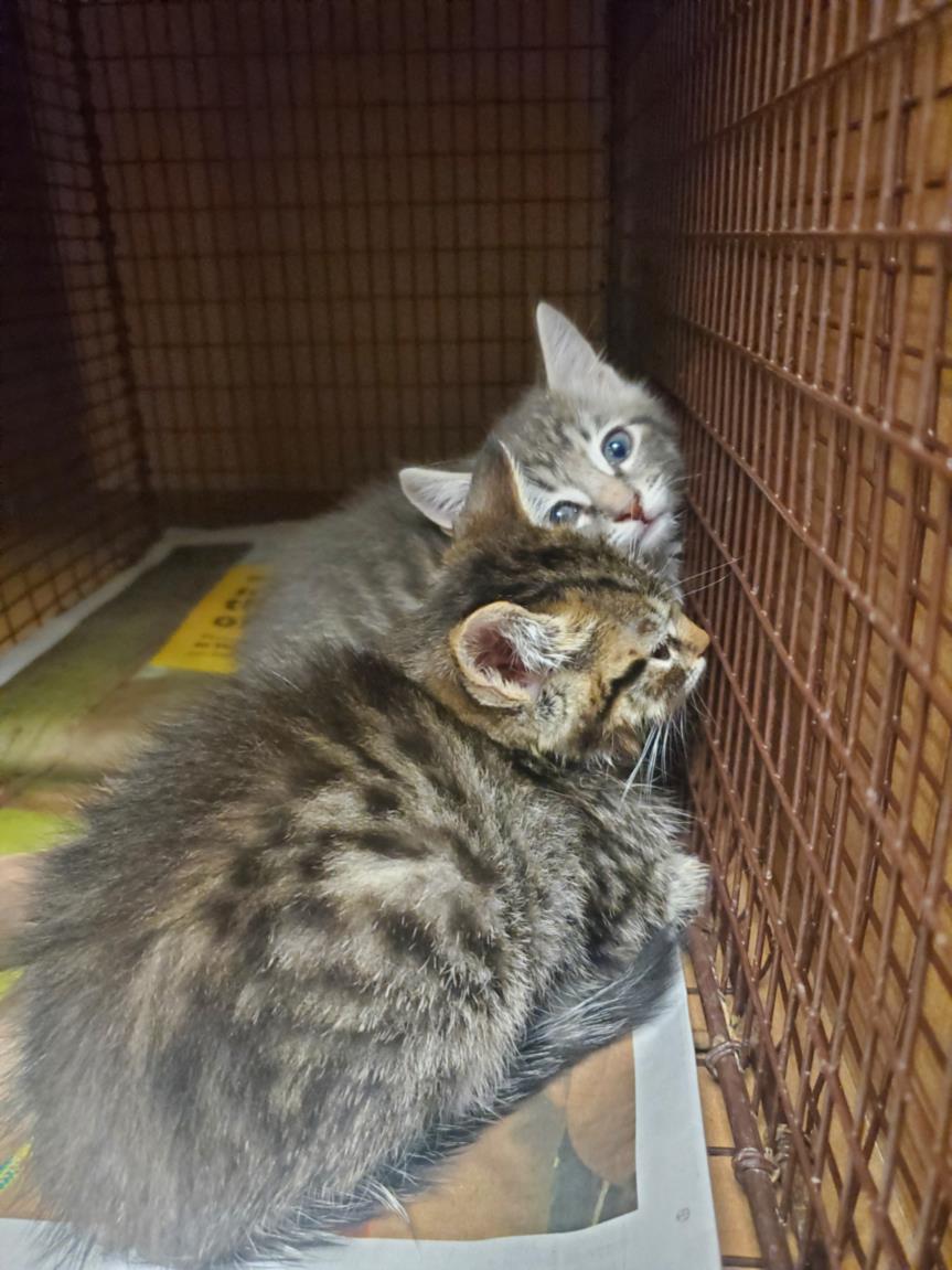 adoptable Cat in Austin, TX named A911618