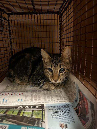 adoptable Cat in Austin, TX named A912757