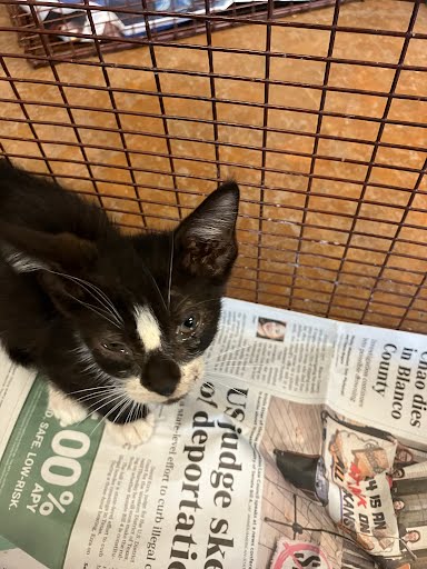 adoptable Cat in Austin, TX named *SNICKERS