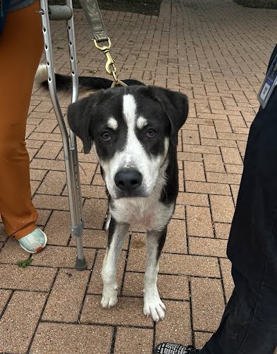 adoptable Dog in Austin, TX named *SHINICHIRO