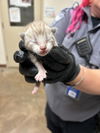 adoptable Cat in Austin, TX named A912827