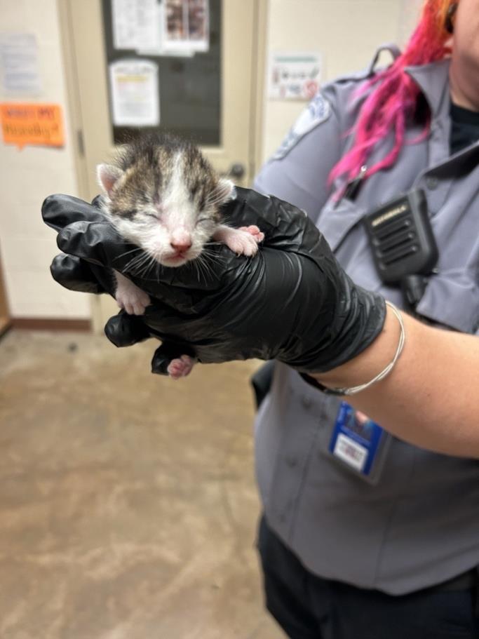 adoptable Cat in Austin, TX named A912828