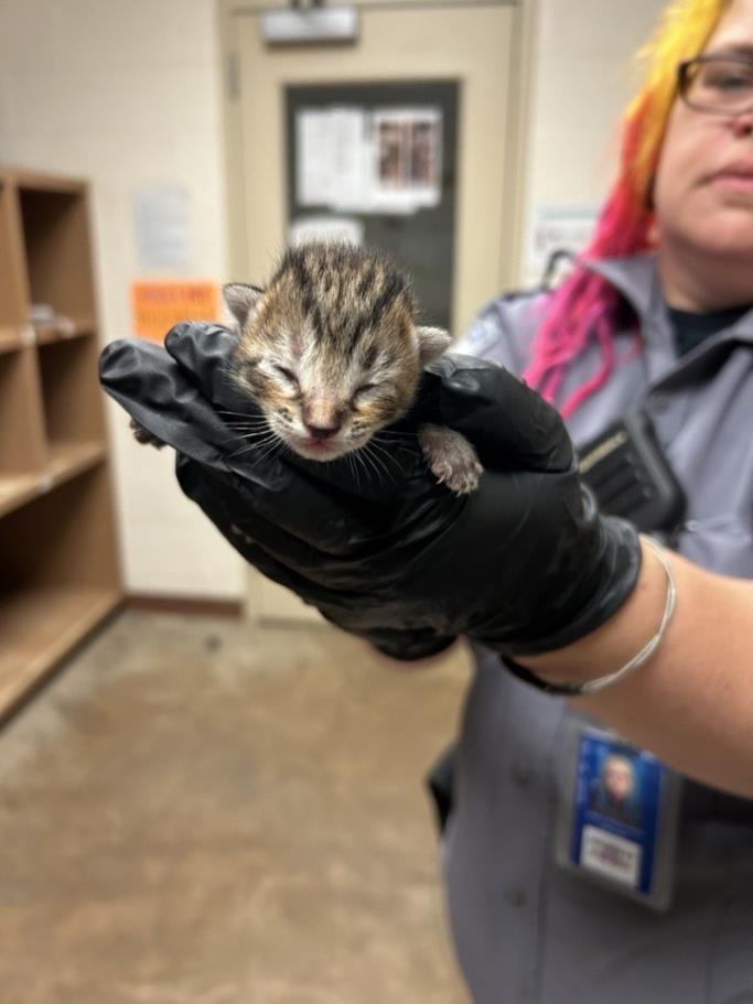 adoptable Cat in Austin, TX named A912830