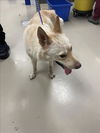 adoptable Dog in  named *PEACHES