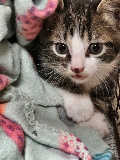 adoptable Cat in Austin, TX named A912848