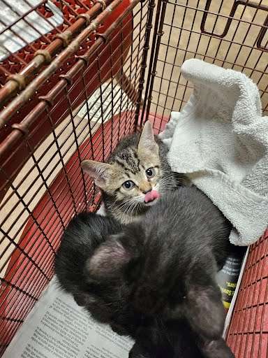 adoptable Cat in Austin, TX named A912900