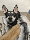 adoptable Dog in Austin, TX named *BRITNEY