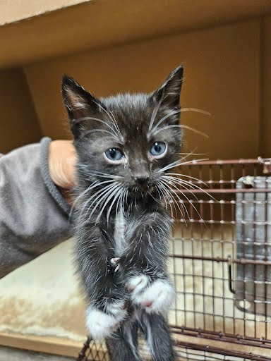 adoptable Cat in Austin, TX named *SABRINA